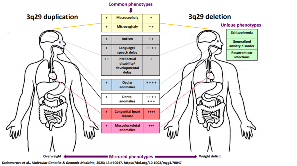 Общие, зеркальные и уникальные фенотипы при реципрокных синдромах микродупликации и микроделеции 3q29