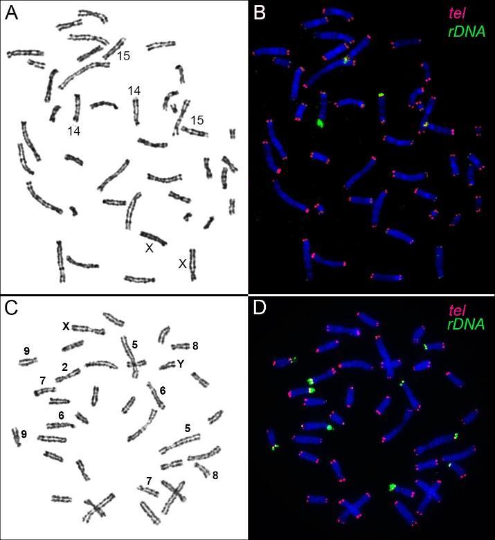 Примеры FISH с теломерными (красный) и 5.8S/18S/28S rDNA (зелёный) зондами. Панели A, B: самка S. etruscus, 2n = 42; панели C, D: самец C. sicula, 2n = 36. XX и XY — половые хромосомы самки и самца, соответственно. GTG- и DAPI окрашенные метафазные хромосомы представлены на левой и правой панелях соответственно