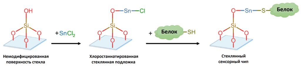 Рисунок 1. Предлагаемый механизм модификации стекла хлоридом олова