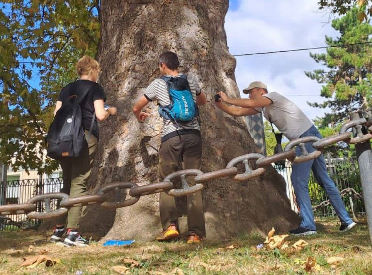 Биологи впервые провели комплексное обследование деревьев–памятников природы в Севастополе