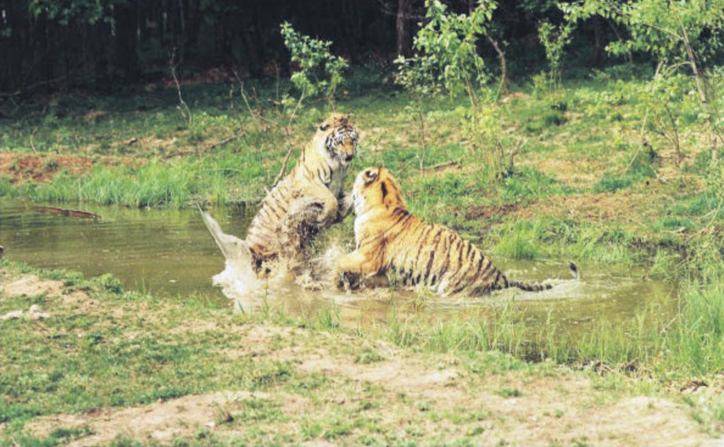 Тигры резвятся в пруду зоологического стационара. Источник: газета «Дальневосточный учёный», выпуск № 7 (1715) от 5 апреля 2023.
