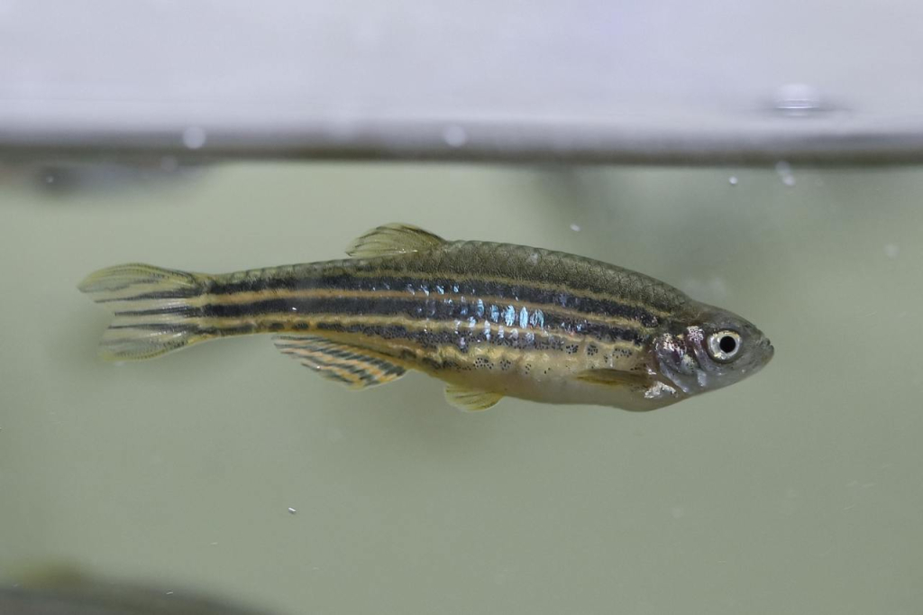 Данио-рерио (Danio rerio) известна в англоязычной литературе как zebrafish