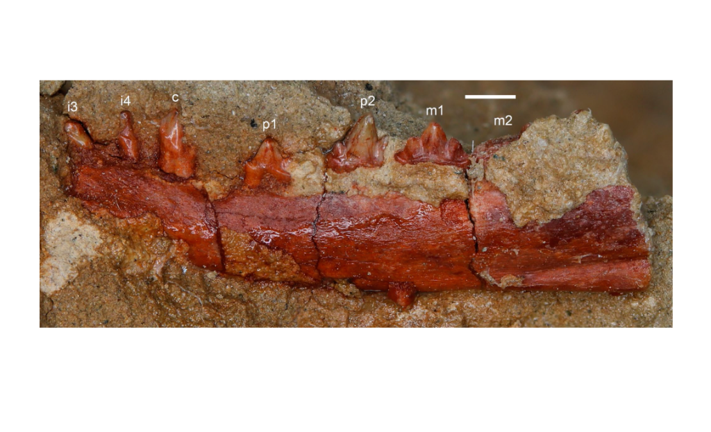 Палеонтологи изучили смену коренных зубов у мезозойских млекопитающих