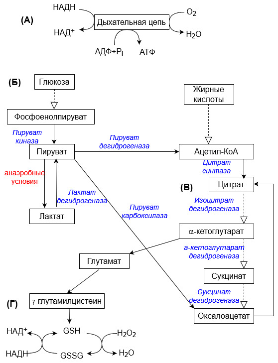 Рисунок 1. Обзор важнейших метаболических путей: дыхательная цепь (A), гликолиз (Б), цикл трикарбоновых кислот (И) и система глутатиона (Г) (GSH — глутатион, GSSG — окисленный глутатион). Пунктирные стрелки показывают многоступенчатые реакции