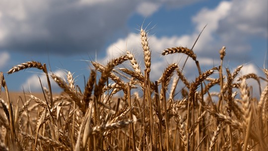 Новый способ контроля качества пшеницы позволяет проверить, облучено ли зерно