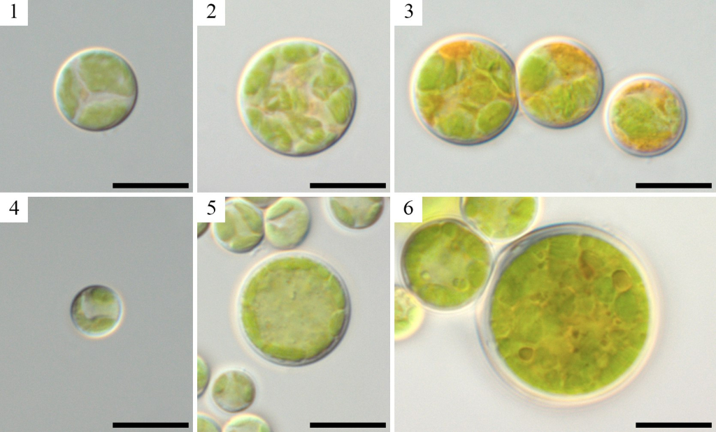 Световые микрофотографии Bracteacoccus minor: молодая клетка MZ–Ch31 (1), зрелая клетка MZ–Ch31 (2), зрелая клетка с оранжевыми каплями масла MZ–Ch31 (3), молодая клетка MZ–Ch39 (4), зрелая клетка MZ–Ch39 (5), зрелая клетка с жёлто-оранжевыми каплями масла MZ–Ch39 (6). Масштабная линейка 10 мкм