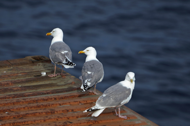 Исследовано количественного распределения морских птиц и морских млекопитающих Карского и Баренцева морей
