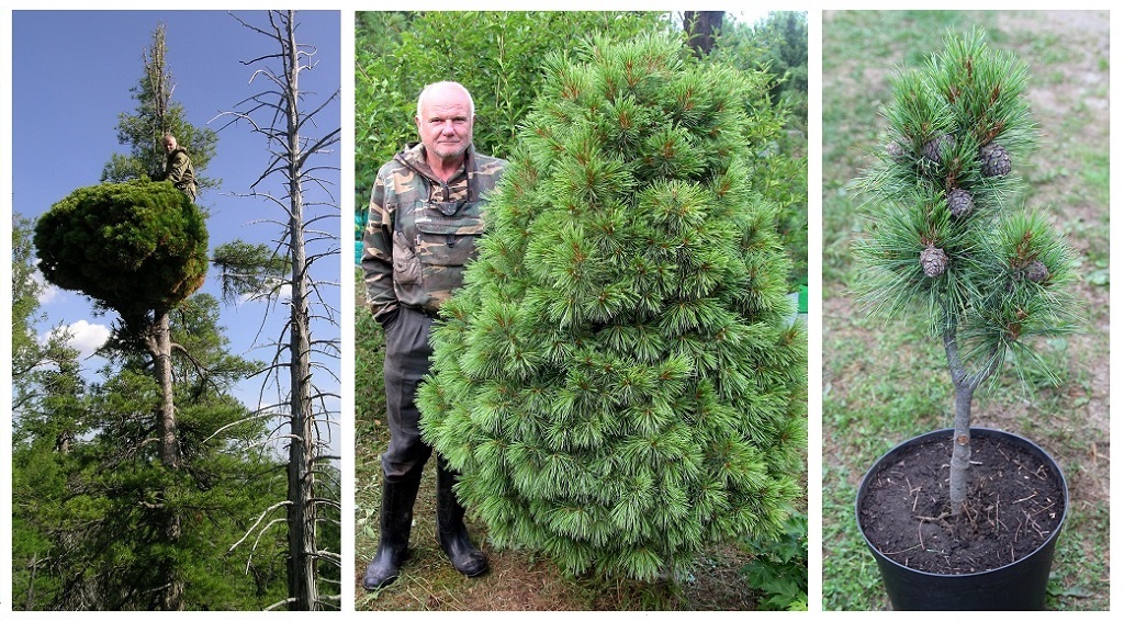 1. «Ведьмина метла» в природе (Южное Забайкалье) 2. Кедр сибирский «Идеал», возраст 25 лет. 3. Кедр сибирский «Рекордистка»