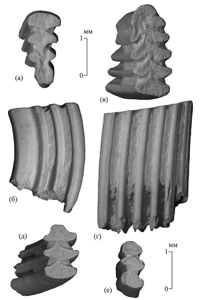 Изолированные зубы южноазиатской полевки Eothenomys eleusis (Thomas, 1911); Вьетнам, провинция Лангшон, пещера Там-Хай; средний плейстоцен. © А. В. Лопатин.