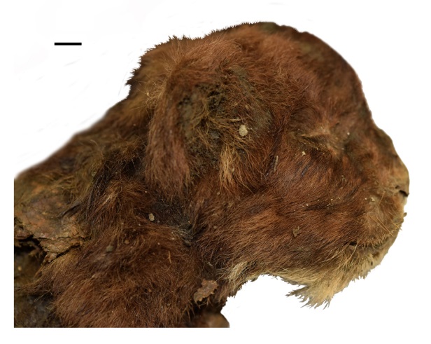 Внешний вид головы детёныша, масштабная линейка 1 см