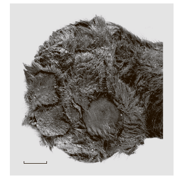 Подошвенная поверхность правой передней конечности детёныша Homotherium latidens (Owen, 1846), Россия, Якутия, р. Бадяриха; верхний плейстоцен. Масштаб 1 см