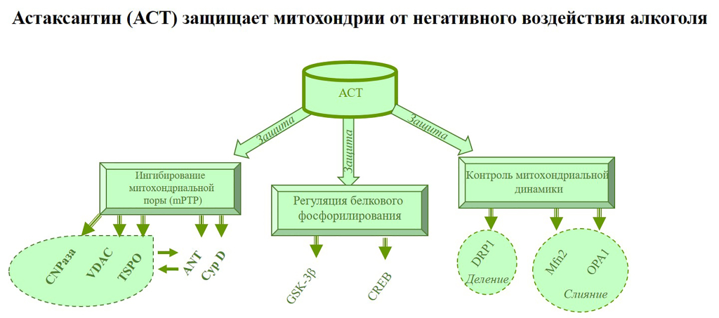 Схема защитного действия астаксантина в митохондриях при этанол-индуцированных повреждениях