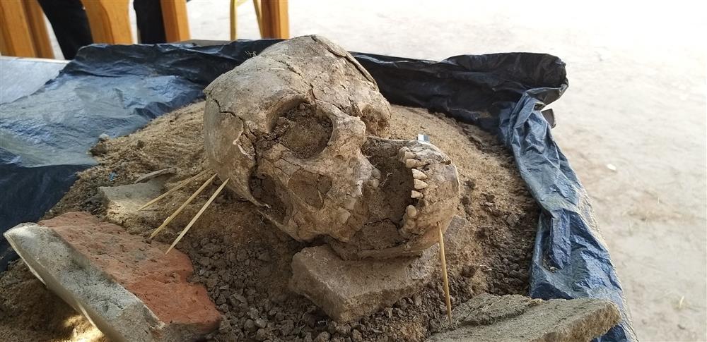Череп ребенка из погребальной урны, найденной на поселении Тукра Дасса 2.