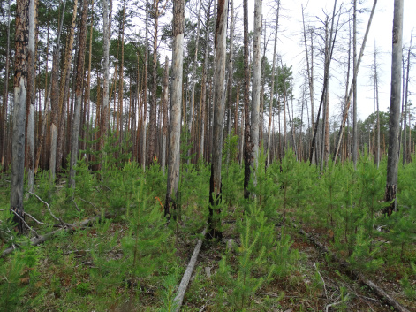 Микроорганизмы и биологическое удобрение помогут восстановить лес после рубок пожаров