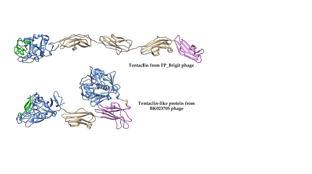 Открыто новое семейство белков-бактериофагов