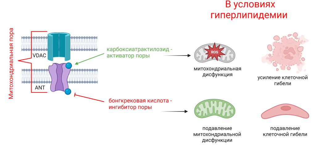 Схема действия модуляторов митохондриальной поры (карбоксиатрактилозида и бонгкрековой кислоты) в условиях гиперлипидемии