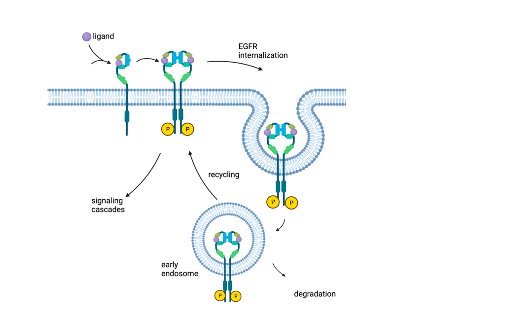 Подавление онкологических заболеванием воздействием на клеточные рецепторы EGFR