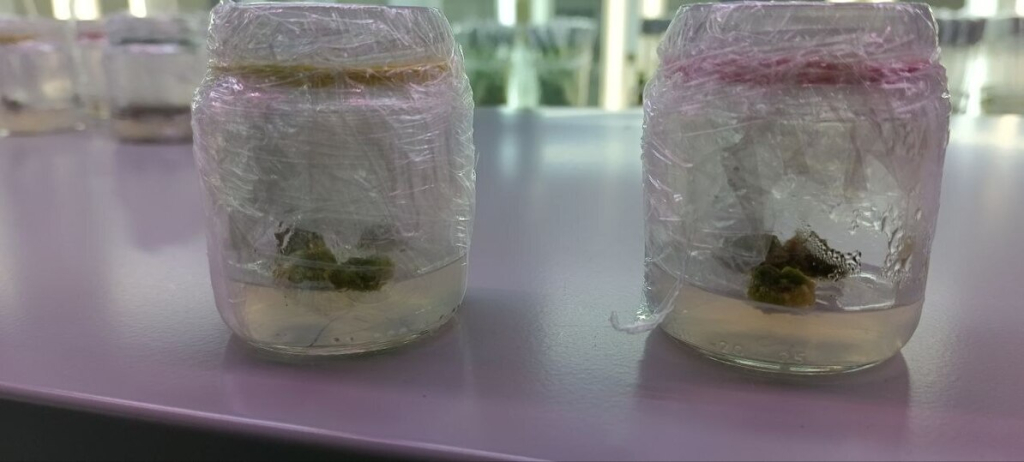 Так выглядят «стволовые клетки» растения