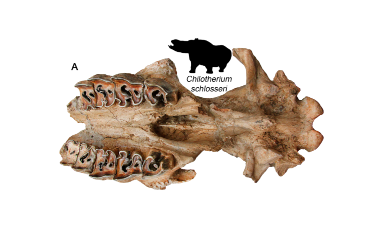 Особенности питания хищных и копытных млекопитающих Северного Причерноморья в позднем миоцен