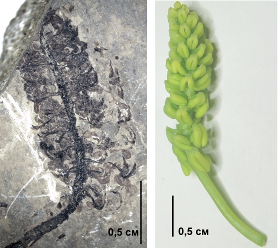 Пыльцевой стробил Sorosaccus sibiricus из среднеюрских отложений Иркутского угольного бассейна (слева) и пыльцевой стробил современного Ginkgo biloba, Ботанический сад МГУ (справа).
