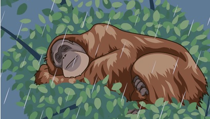  Социальные отношения влияют на покой и сон у диких приматов