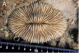  Новый вид симбиотического червя-полиноиды открыт на грибовидных кораллах Вьетнама