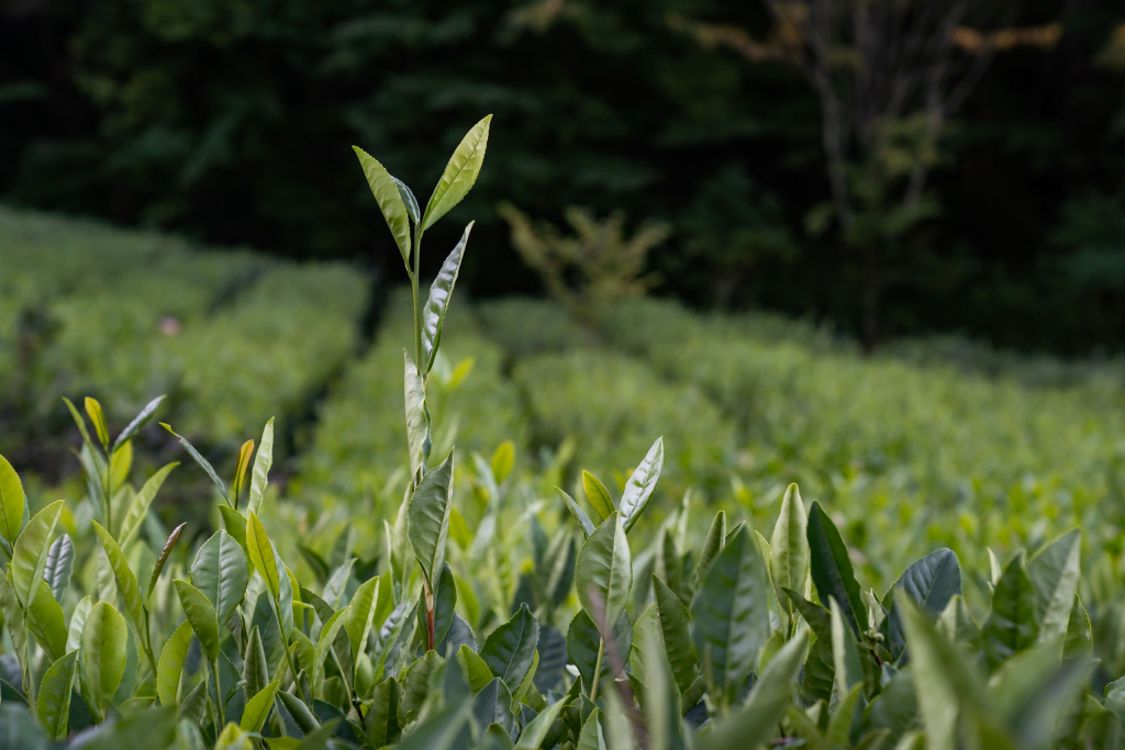 Впервые составлена генетическая карта холодоустойчивости российского чая