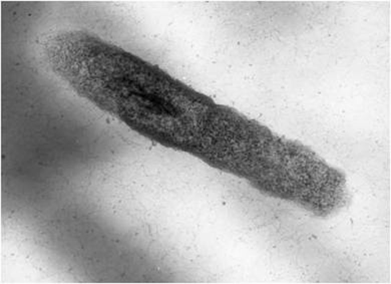 Продуцент перспективных внеклеточных бактериолитических ферментов — Lysobacter capsici XL1