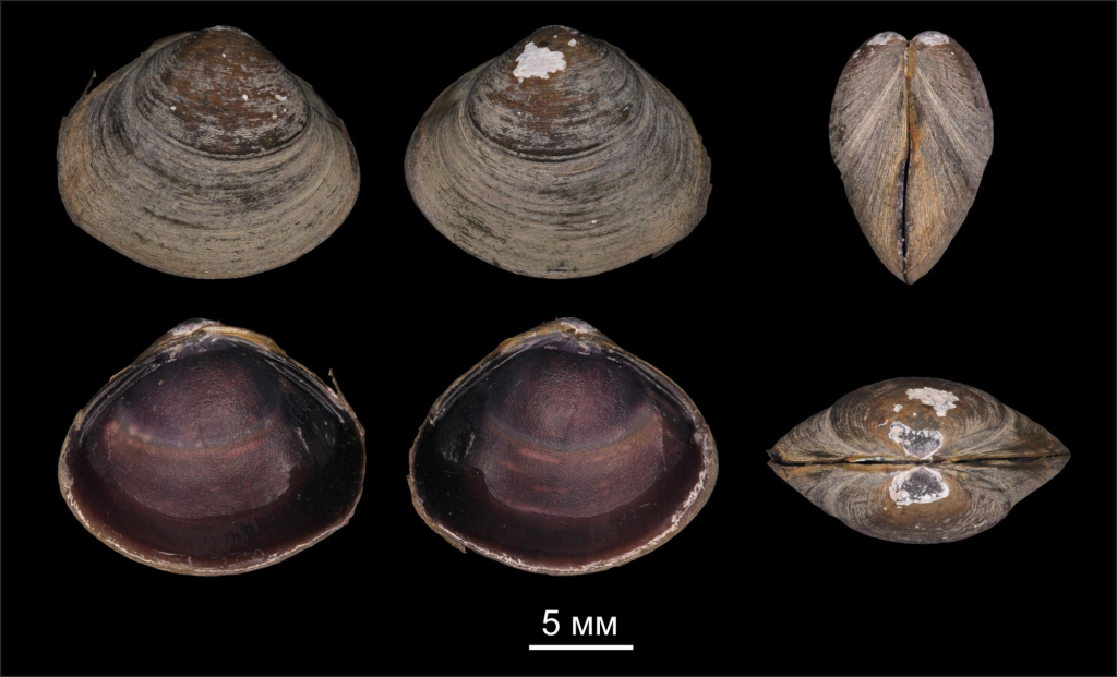 Corbicula lemroae