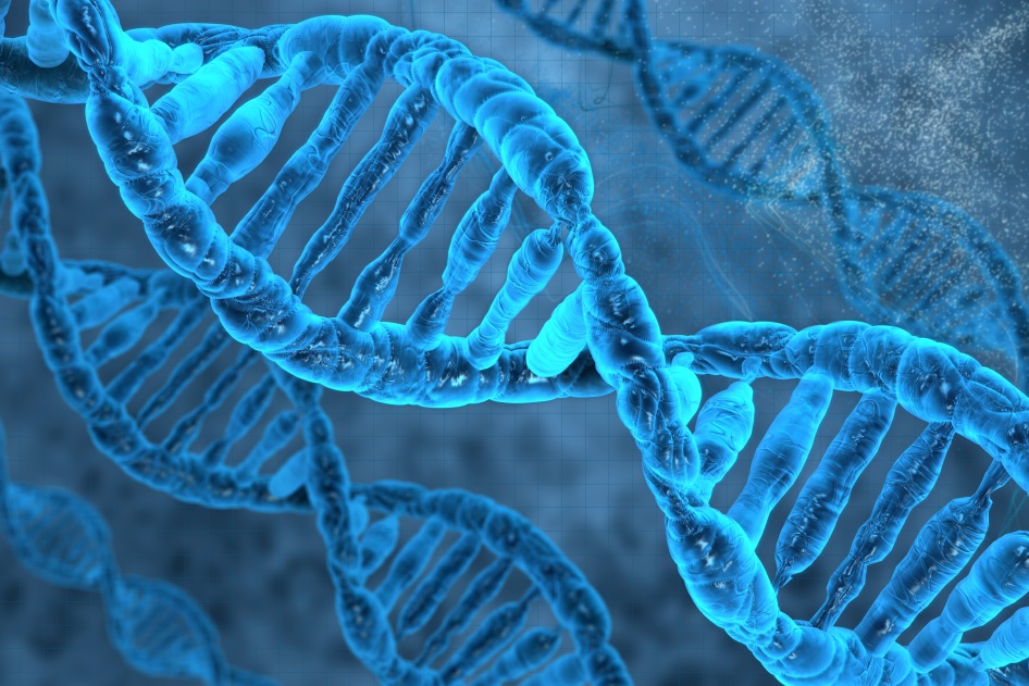 Открыт механизм восстановления повреждений цепочки ДНК