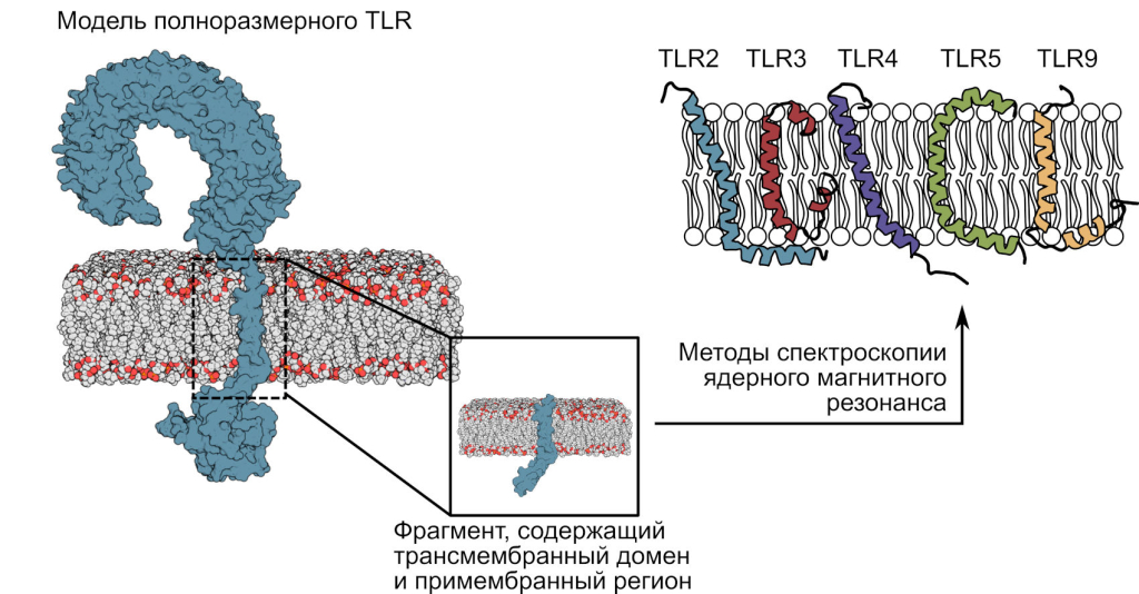 Описанные структуры мембранных фрагментов толл-подобных рецепторов всех пяти подсемейств. Источник: Федор Корнилов.