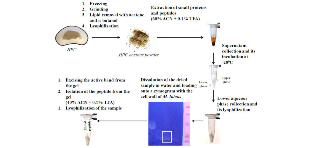 В гепатопанкреасе крабов найдены сильные антимикробные пептиды
