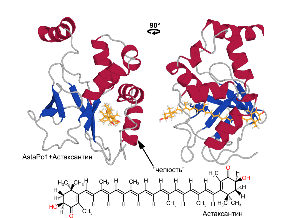Трехмерная структура комплекса AstaPo1 с молекулой каротиноида астаксантина.