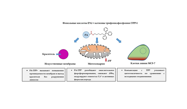 Найден способ направлять природные антиоксиданты прямо в митохондрии, усиливая их действие