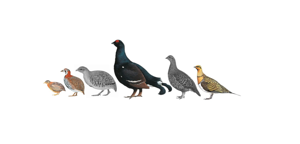Наземные птицы Крыма в раннем плейстоцене: куропатки, тетерева, рябок и трёхпёрстка