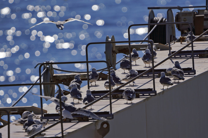 Моевки на надстройках судна