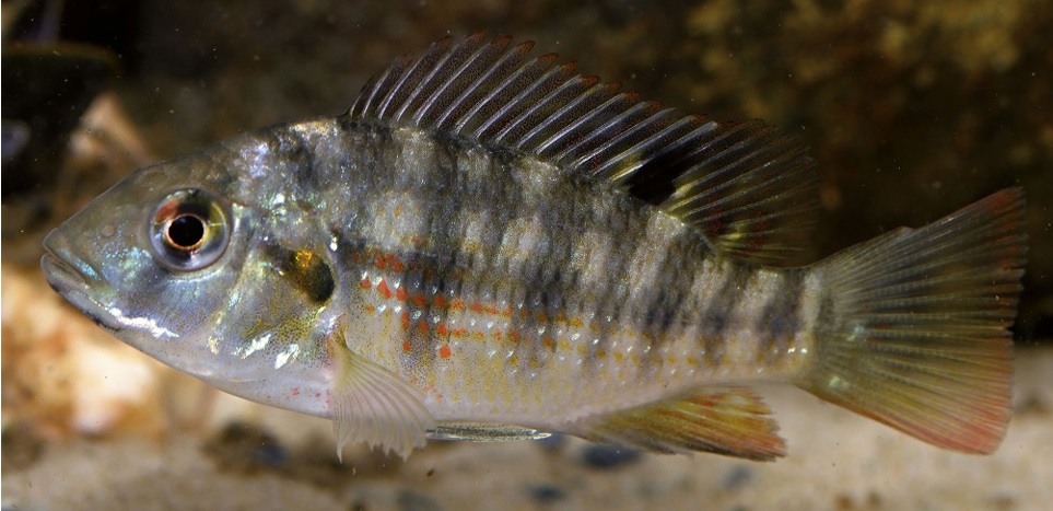 Во Вьетнаме впервые обнаружен высокоинвазивный вид цихлид — краснобрюхая тиляпия
