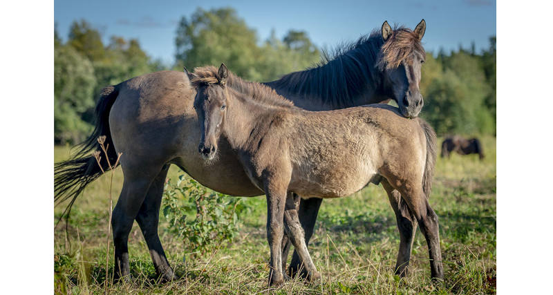 Работа по сохранению и популяризации мезенской породы лошадей продолжается