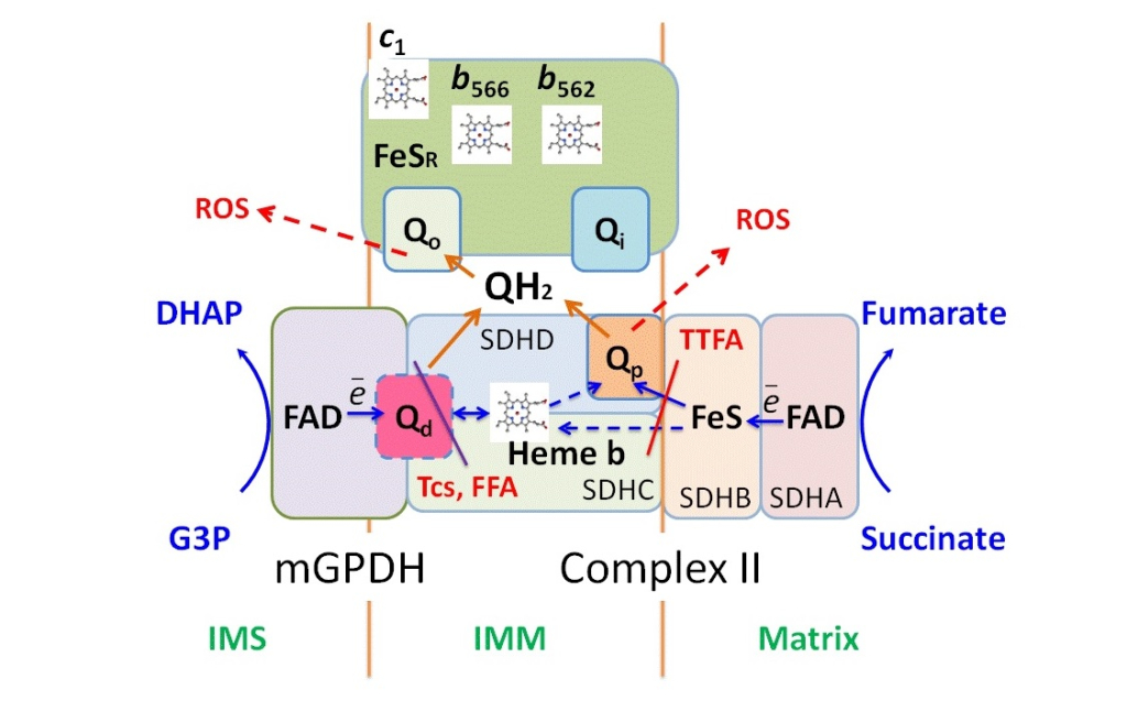  Выявлена новая мишень противоопухолевой терапии