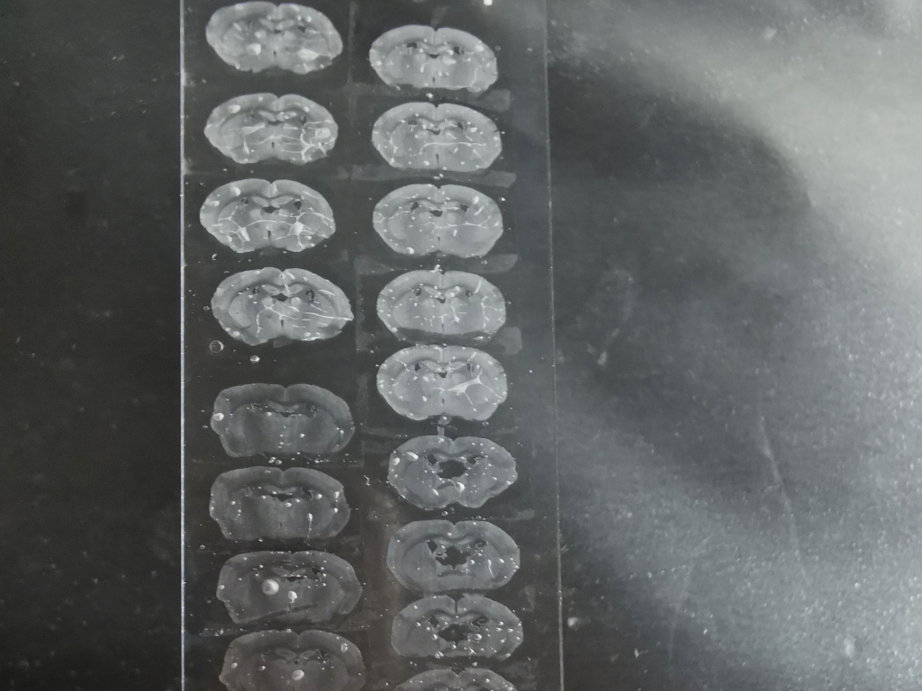 Срезы мышиного мозга на предметном стекле для иммуногистохимического окрашивания