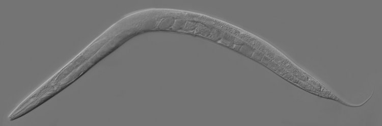 Caenorhabditis elegans. Автор: Kbradnam / Zeynep F. Altun. Источник: Wikipedia.