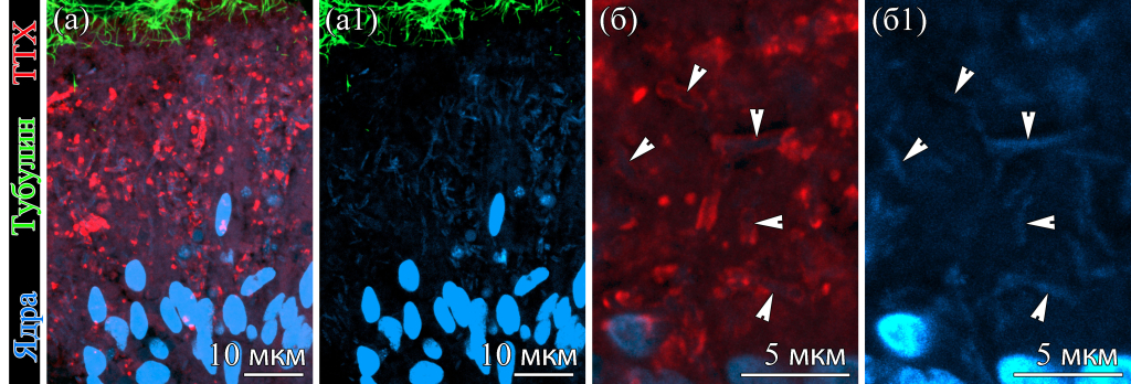  Найдено подтверждение бактериального происхождения тетродотоксина у немертин 