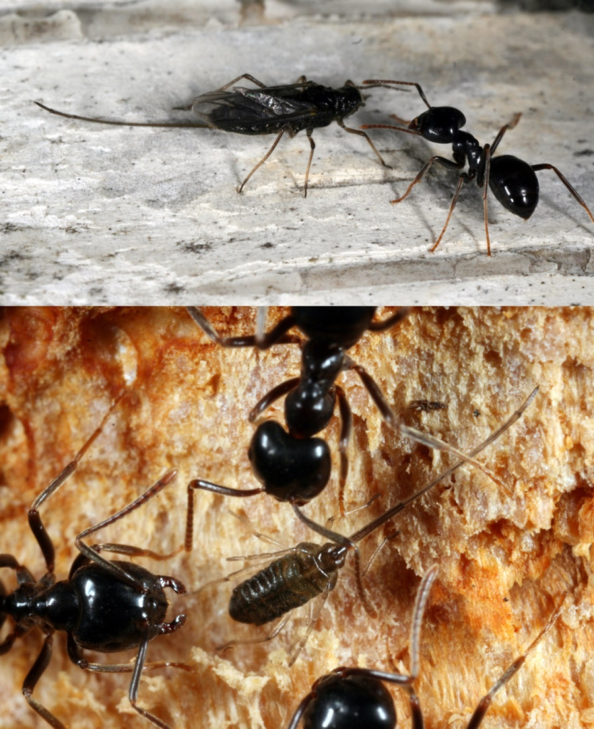 Тли Stomaphis quercus (Linnaeus, 1758) на коре березы – крылатая самка (вверху) и личинка 1-го возраста, готовящаяся питаться (хоботок направлен вперед) – и их пастухи-муравьи Lasius fuliginosus (Latreille, 1798)