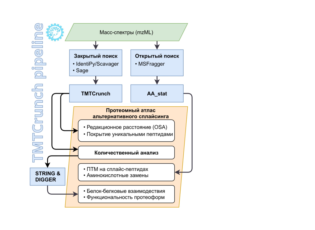 Новый алгоритм позволит предсказать ещё не известные белки-мишени для лечения болезни Альцгеймера