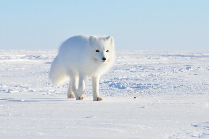 В исследованиях арктических животных помогают спутники и дроны