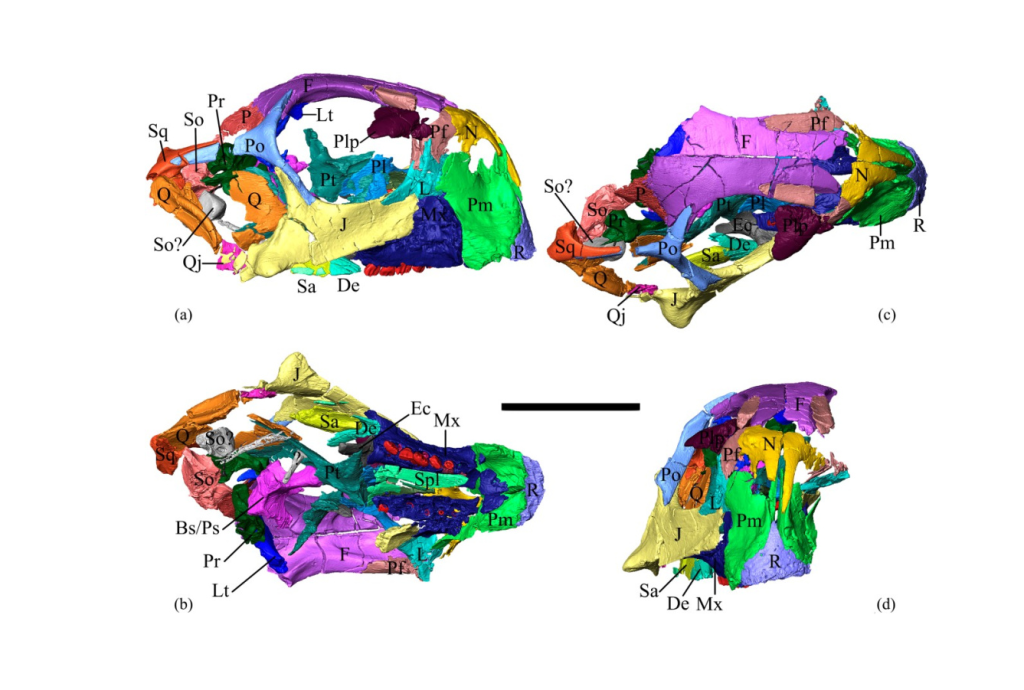 Компьютерная томография позволила получить новые данные о строении черепа сибирского пситтакозавра