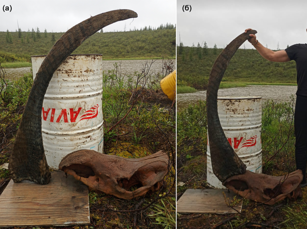 Рекордный по длине рог шерстистого носорога (Coelodonta antiquitatis), найденный на р. Мустур-Юрюйе (Якутия)