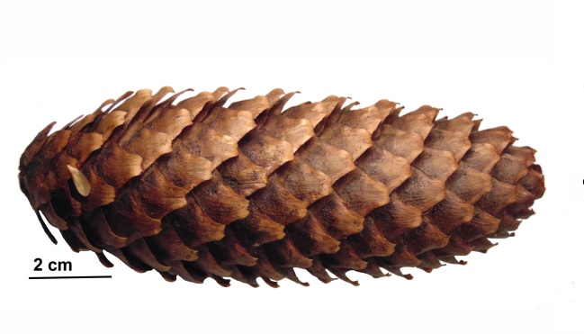  Находка ископаемой шишки помогла реконструировать триасовые хвойные Сибири