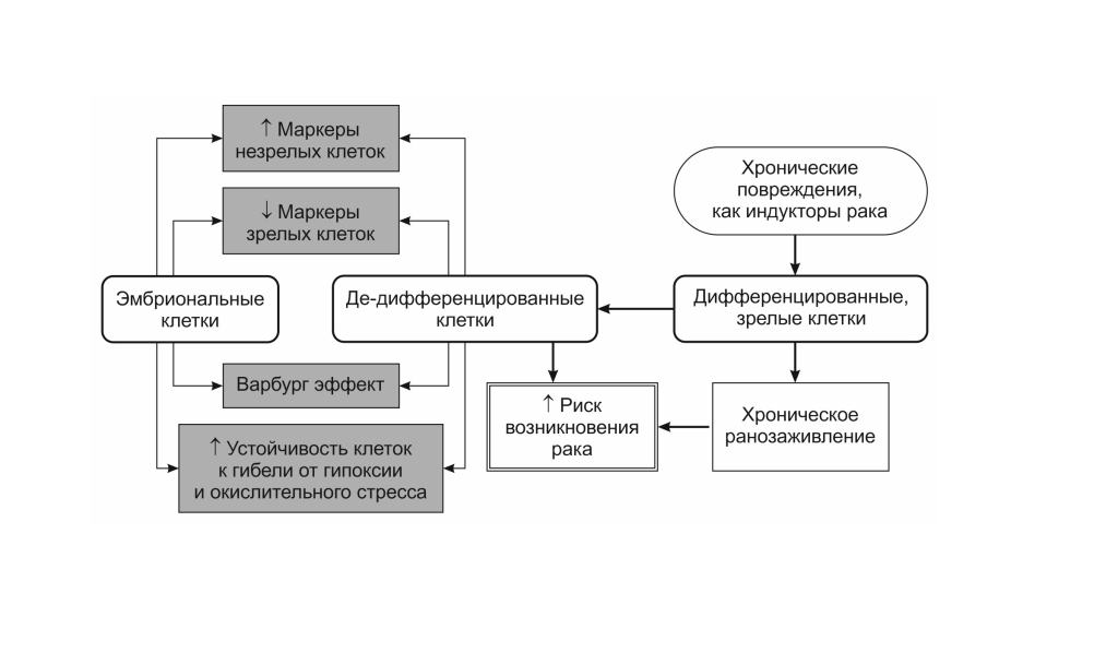 Предложен новый механизм инициации ракового процесса