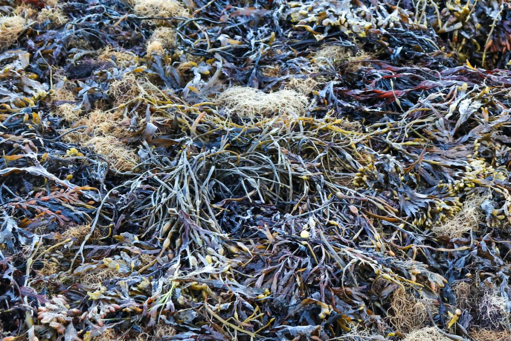 Вытяжки из водорослей Белого моря могут стать сырьём для стимуляторов роста сельхозкультур